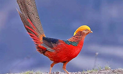 广东出台陆生野生动物致害补偿办法 明确补偿标准