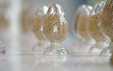 用更多好种子守护美好生活——种业振兴行动五年间