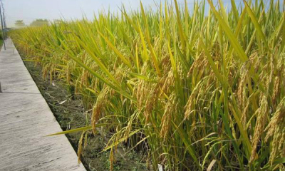 我国科学家破译水稻耐热密码