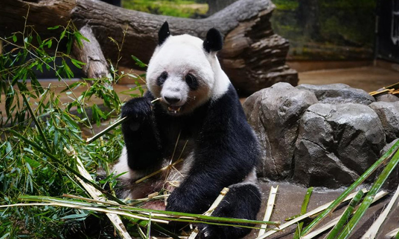 大熊猫&ldquo;晓晓&rdquo;和&ldquo;蕾蕾&rdquo;将于27日从日本回国